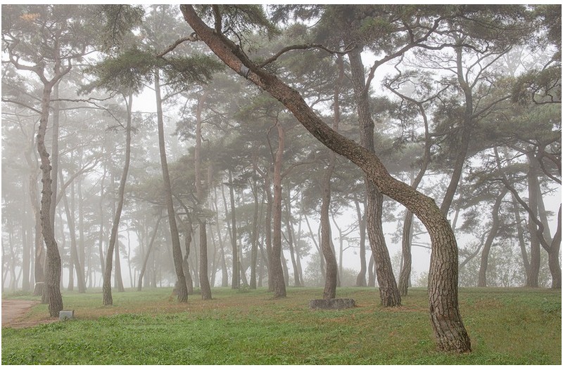 솔밭에 안개가