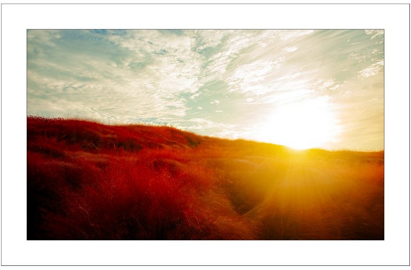 핑크뮬리밭의 일출..