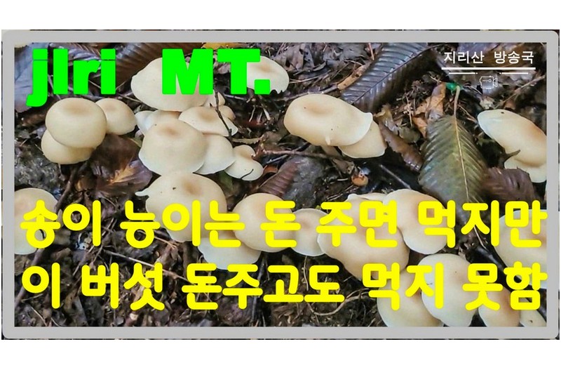 이 버섯 맛보면 그냥 못 지나 갑니다.