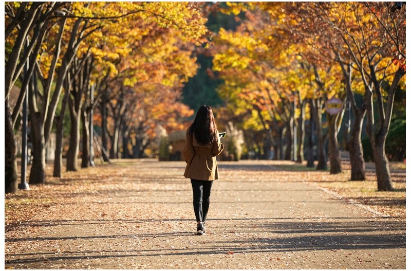 마로니에 가로수길