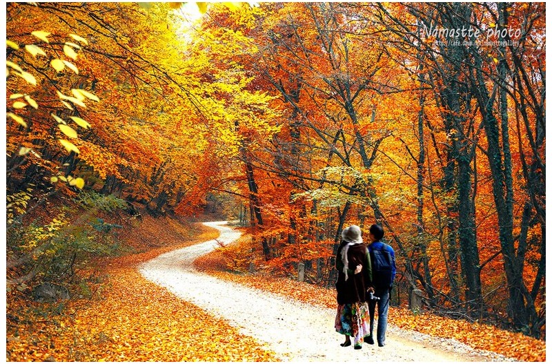 가을 속을 가다