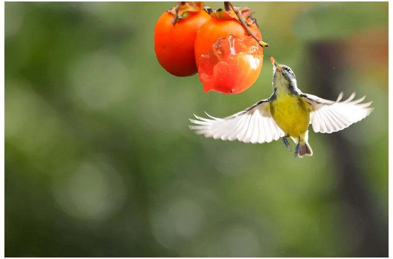 잘익은 감홍시`