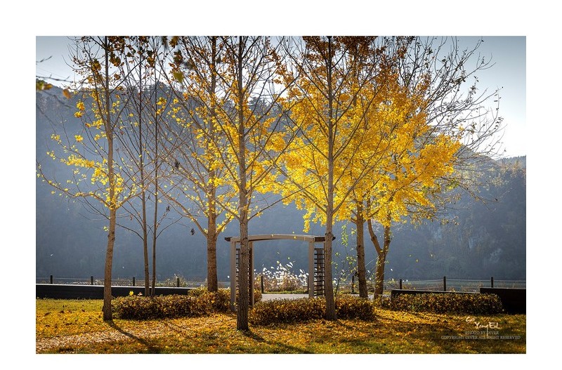 이 가을이 더 가기전에