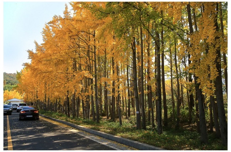 도리마을 (은행나무)