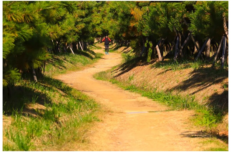 소나무 오솔길을 걷는 여인`