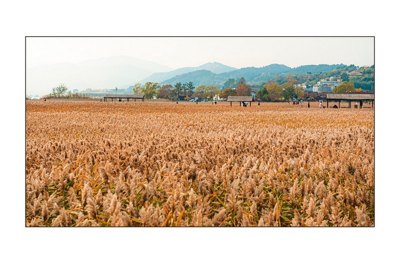 순천만의 가을...