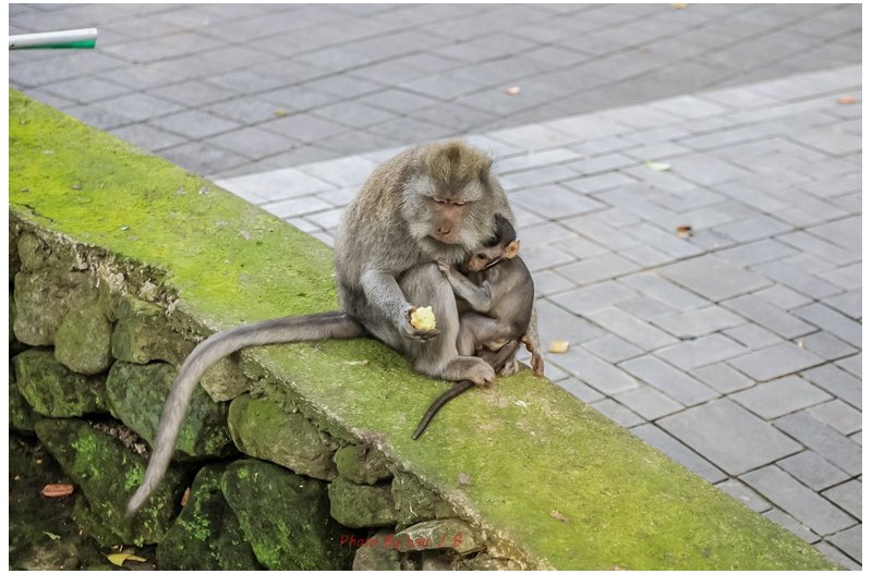 새끼 보호는 이렇게