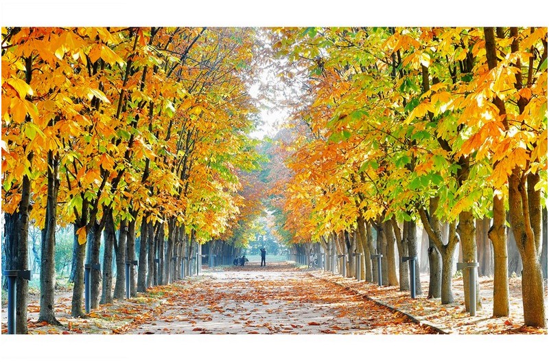 낭만의 길 (마로니에)