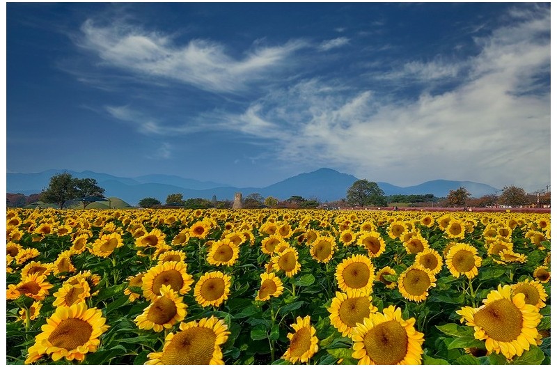 해바라기 - 파노라마