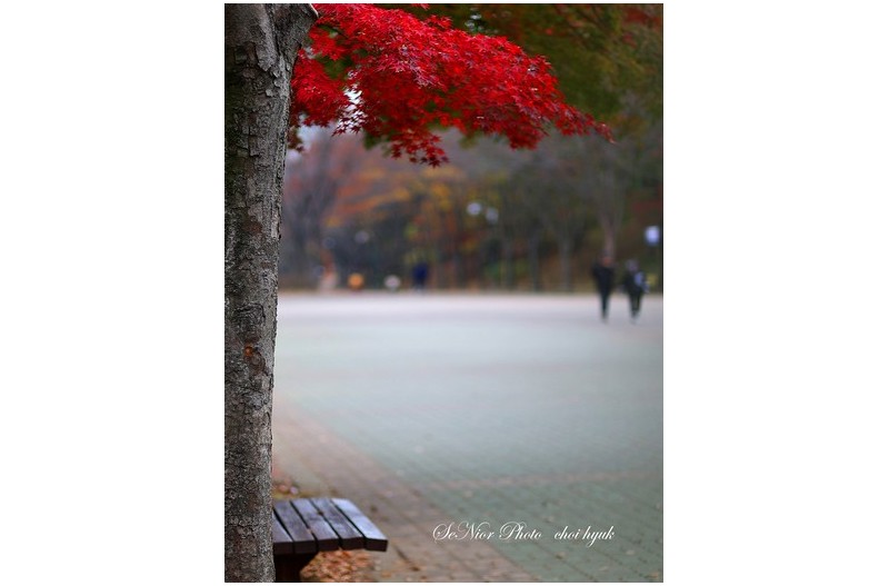 ㅡㅡㅡ   낙엽이 지기전에   ㅡㅡㅡ