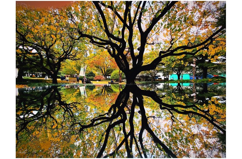 경상감영공원의  가을