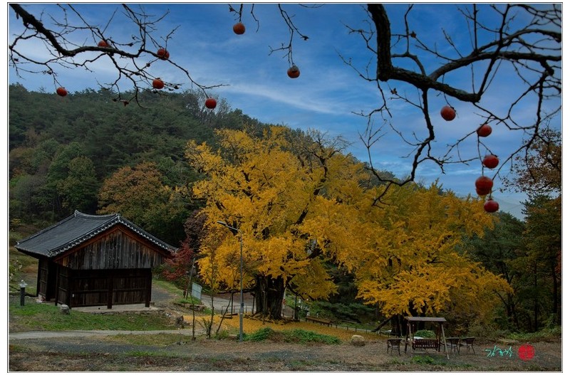 ^_^ 적천사 은행나무^^~