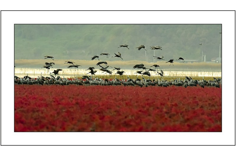 칠면초밭과 흑두루미....