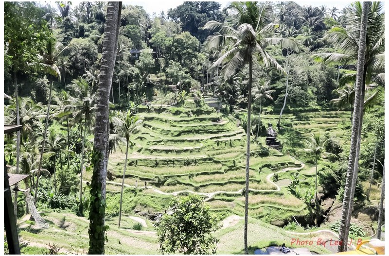 발리에 있는 계단식 논