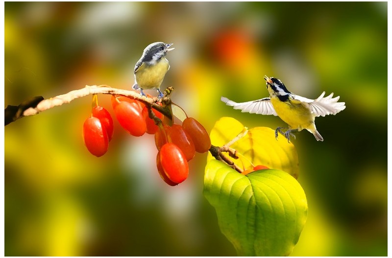 산수유 열매에----`