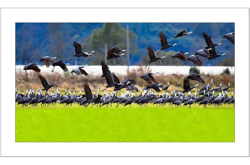 흑두루미날다...