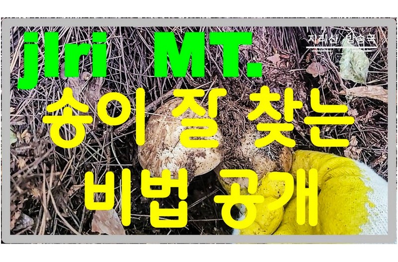 송이는 언제까지 나올까.