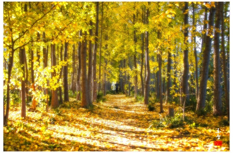 암새들은행나무