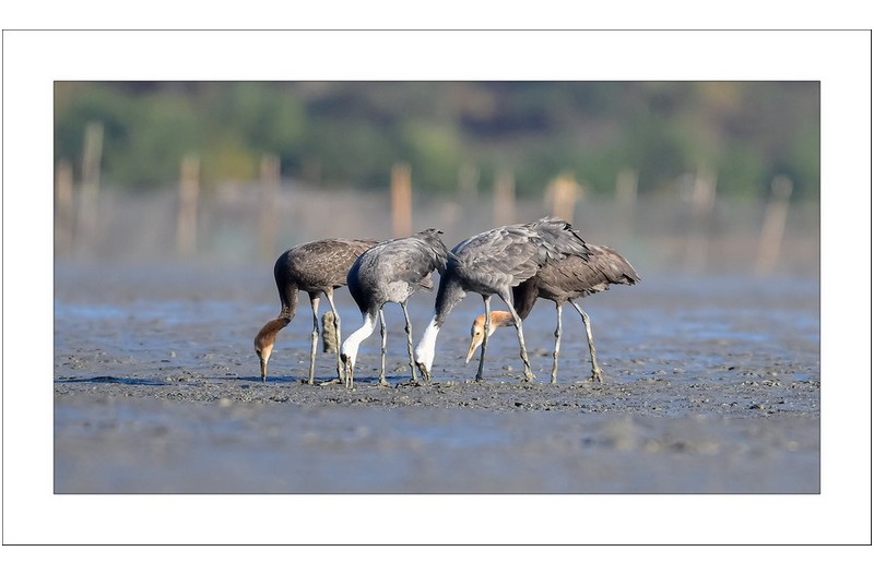 흑두루미가족..