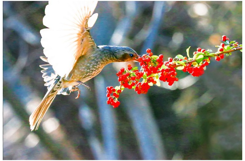 직박구니 산책`