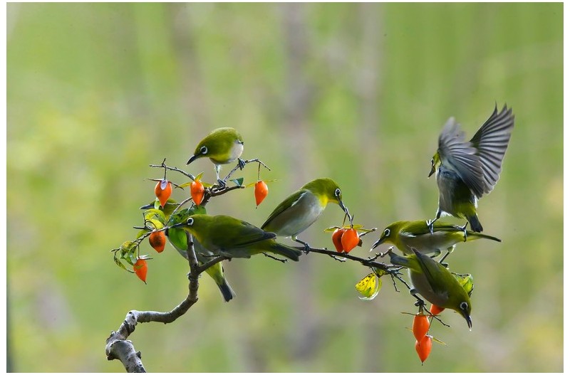 동박새 노리터`
