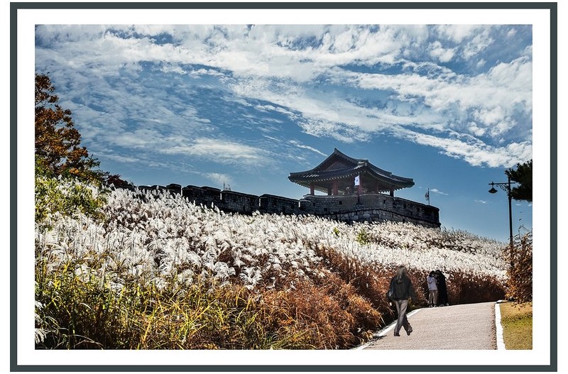 수원 수원화성 억새