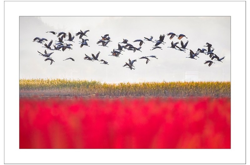 칠면초밭의 흑두룸미....