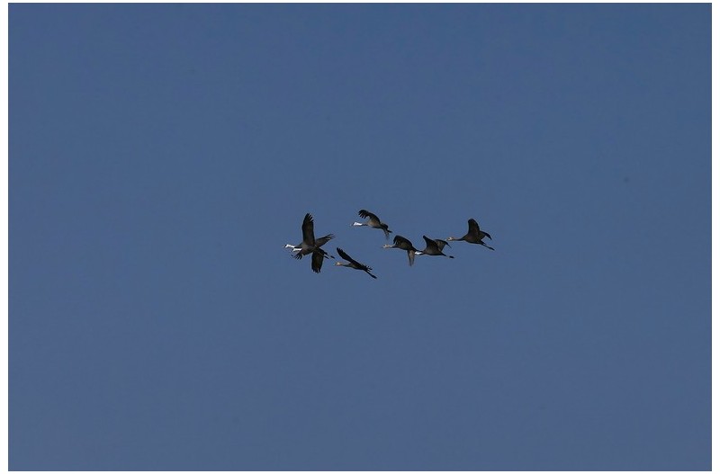 흑두러미 비상`