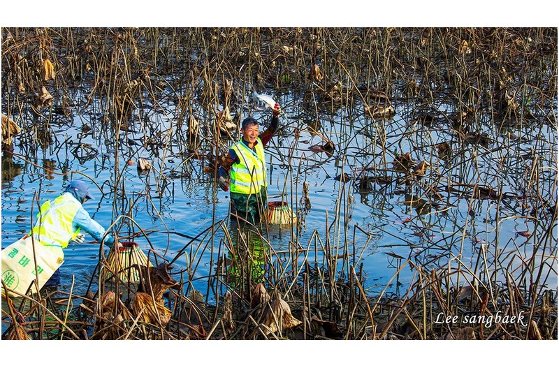 가래질 고기잡아 환호하는 모습