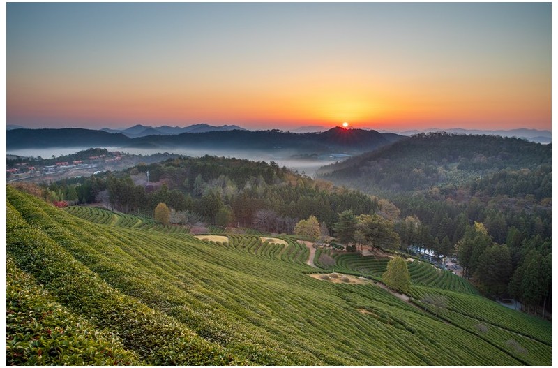 녹차밭 일출