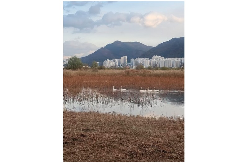 명지생태공원 고니가 왔어요`