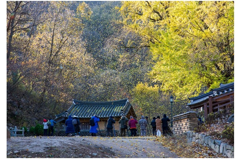 꽃비가 내리는날