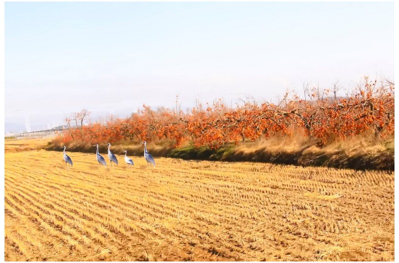 감밭에 재두러미`