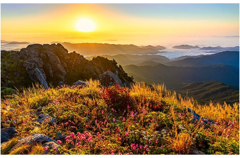 천왕봉에 핀 야생화