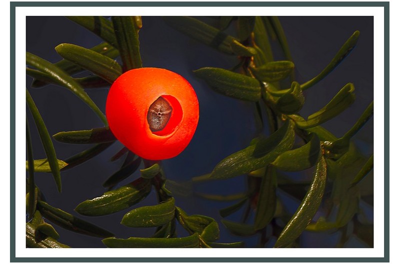 주목나무꽃 열매