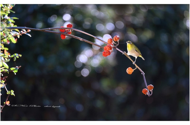 ㅡㅡㅡ 22 동박새   ㅡㅡㅡ