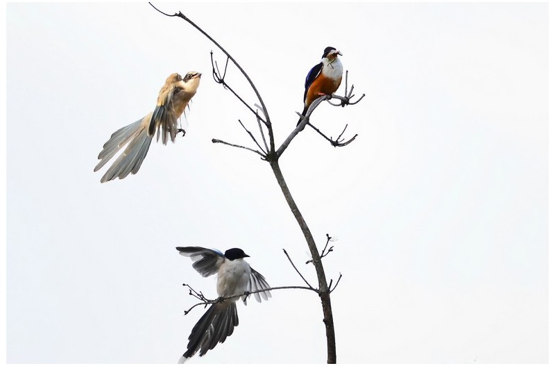 물까치와 청호반새 자리다뚬`