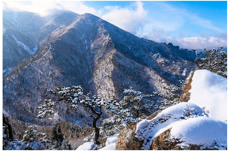 겨울 소나무