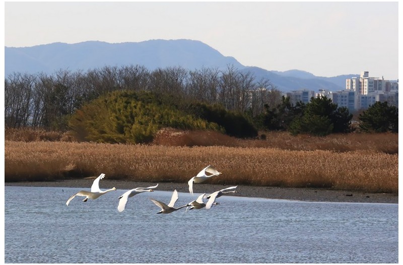월숙도 고니편대`