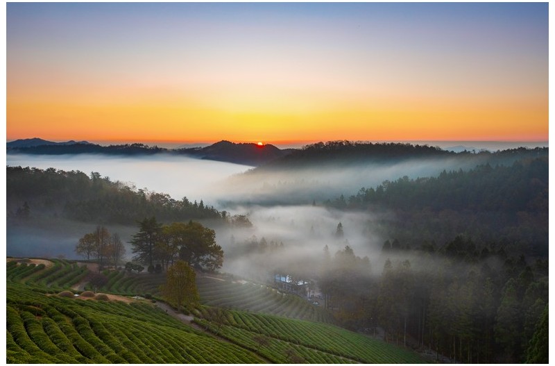 녹차밭 일출