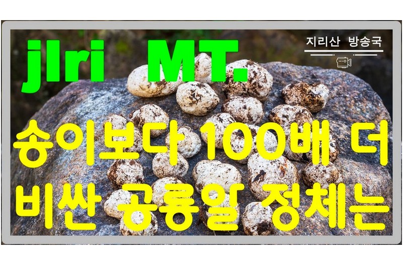 대한민국에서 가장 비싼버섯