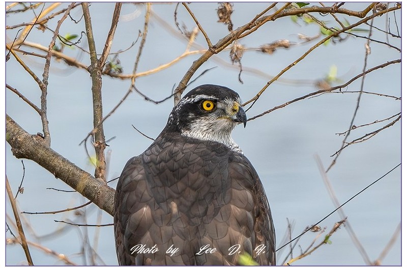 참매의 시즌이 돌아오다