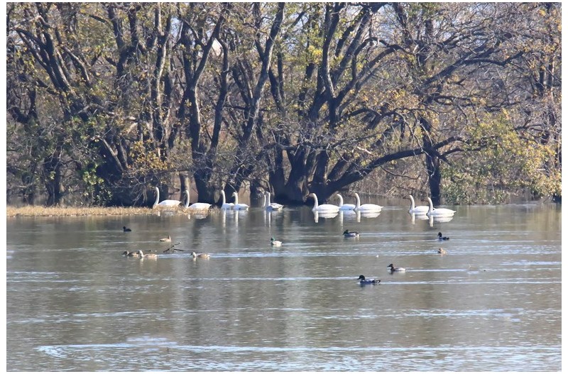 주남 동판고니`