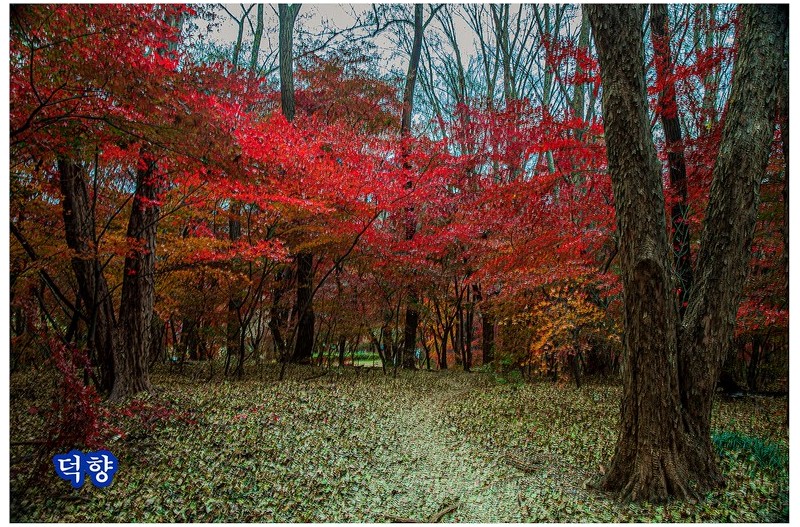 건지산애기단풍