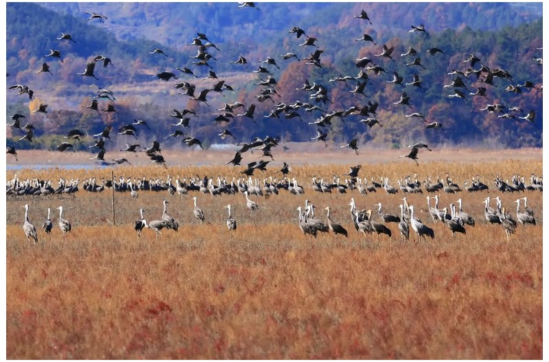 흑두러미 군무`