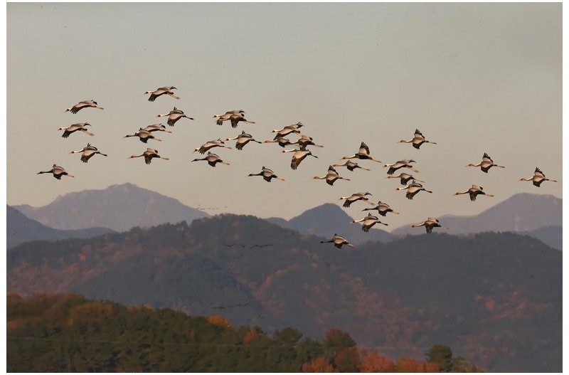 재두러미 군무`