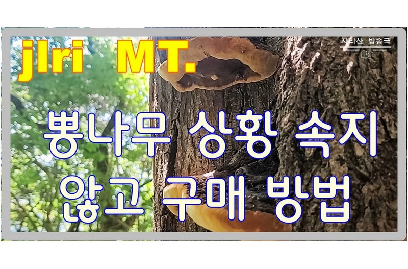 1kg 2,000만 원 뽕나무 상황버섯 잘 못 드시면 방부제 먹습니다.