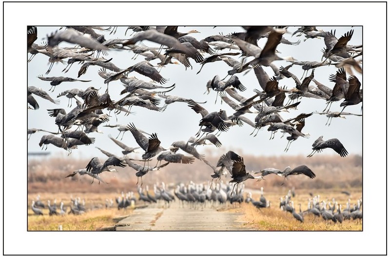 흑두루미날다....