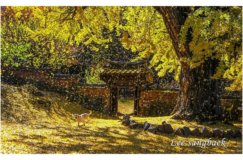 금시당 은행나무