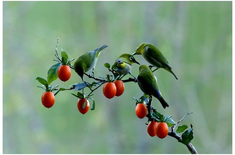 미니감홍시에 들어온동박새`